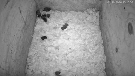 North Carolina Barn Owls Live Cam - Jan 10, 2026, 3:14pm EST