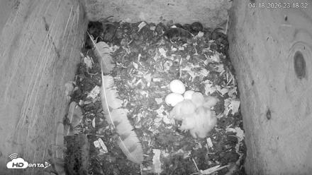North Carolina Barn Owls Live Cam - Apr 18, 2026, 11:19pm EDT