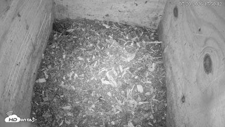 North Carolina Barn Owls Live Cam - Jul 20, 2026, 5:51pm EDT
