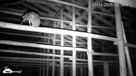 North Carolina Barn Owls Live Cam - Jul 14, 2026, 5:31am EDT