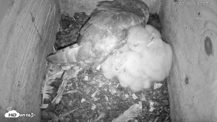 North Carolina Barn Owls Live Cam - May 2, 2026, 12:38pm EDT