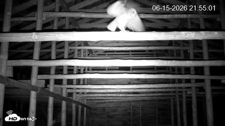 North Carolina Barn Owls Live Cam - Jun 15, 2026, 9:56pm EDT