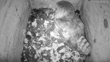 North Carolina Barn Owls Live Cam - Mar 11, 2026, 12:01am EDT