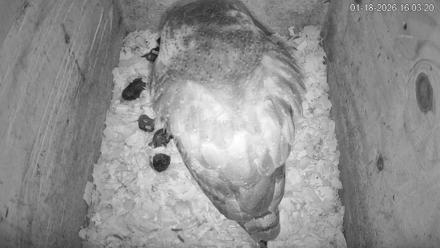 North Carolina Barn Owls Live Cam - Jan 18, 2026, 4:04pm EST