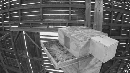 North Carolina Barn Owls Live Cam - Dec 17, 2025, 8:59am EST