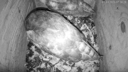 North Carolina Barn Owls Live Cam - Mar 11, 2026, 7:39am EDT