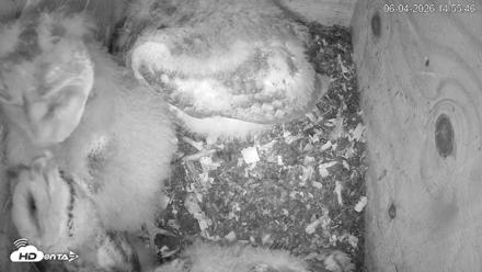 North Carolina Barn Owls Live Cam - Jun 4, 2026, 2:56pm EDT