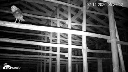 North Carolina Barn Owls Live Cam - Jul 14, 2026, 5:28am EDT