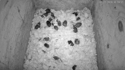 North Carolina Barn Owls Live Cam - Jan 22, 2026, 4:40pm EST