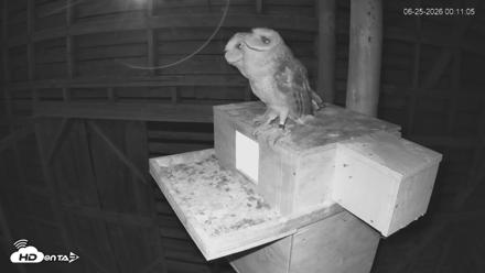 North Carolina Barn Owls Live Cam - Jun 25, 2026, 12:12am EDT