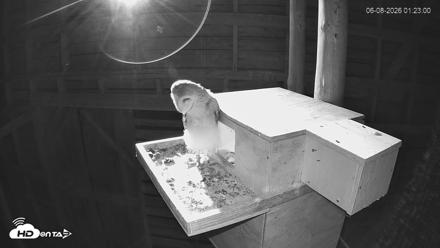 North Carolina Barn Owls Live Cam - Jun 8, 2026, 1:23am EDT