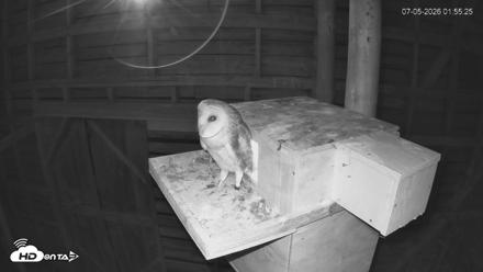 North Carolina Barn Owls Live Cam - Jul 5, 2026, 1:56am EDT
