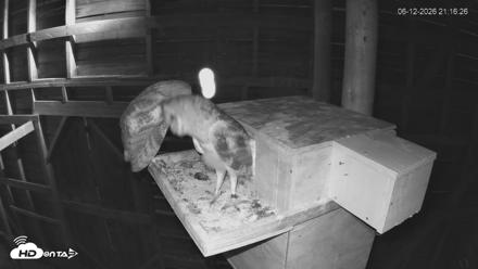 North Carolina Barn Owls Live Cam - Jun 12, 2026, 9:17pm EDT