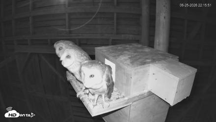 North Carolina Barn Owls Live Cam - Jun 25, 2026, 10:16pm EDT