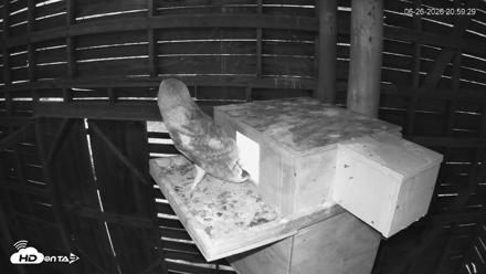 North Carolina Barn Owls Live Cam - Jun 26, 2026, 9:00pm EDT