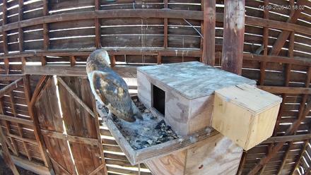 North Carolina Barn Owls Live Cam - Apr 9, 2026, 10:58am EDT