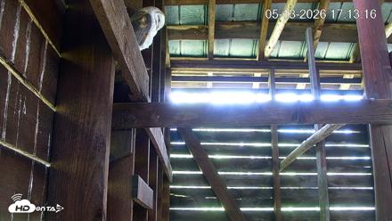 North Carolina Barn Owls Live Cam - May 13, 2026, 5:14pm EDT