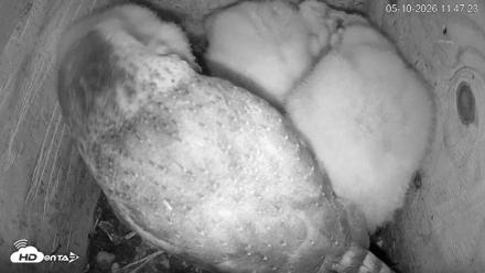 North Carolina Barn Owls Live Cam - May 10, 2026, 11:48am EDT