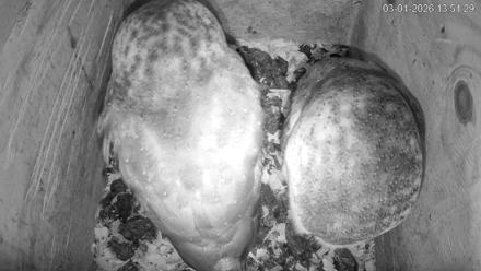 North Carolina Barn Owls Live Cam - Mar 1, 2026, 1:52pm EST