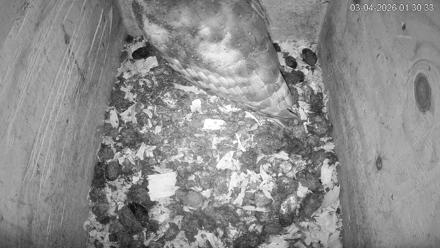 North Carolina Barn Owls Live Cam - Mar 4, 2026, 1:31am EST