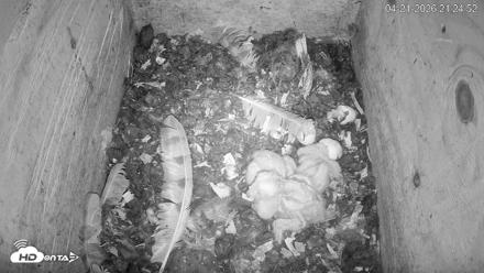 North Carolina Barn Owls Live Cam - Apr 21, 2026, 9:25pm EDT