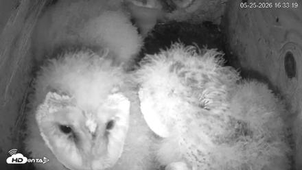 North Carolina Barn Owls Live Cam - May 25, 2026, 4:34pm EDT
