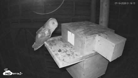 North Carolina Barn Owls Live Cam - Jul 19, 2026, 1:20am EDT