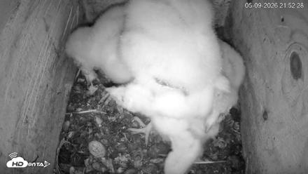 North Carolina Barn Owls Live Cam - May 9, 2026, 9:53pm EDT