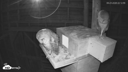 North Carolina Barn Owls Live Cam - Jun 23, 2026, 10:13pm EDT