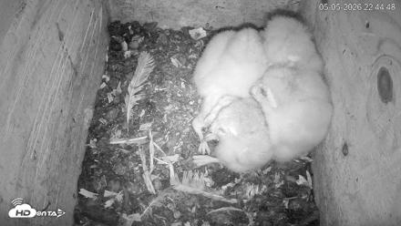 North Carolina Barn Owls Live Cam - May 5, 2026, 10:45pm EDT