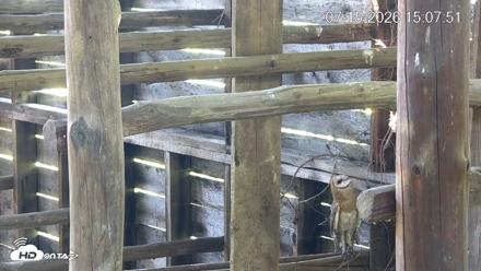 North Carolina Barn Owls Live Cam - Jul 15, 2026, 3:08pm EDT