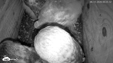 North Carolina Barn Owls Live Cam - Jun 11, 2026, 12:31am EDT