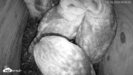 North Carolina Barn Owls Live Cam - Jun 18, 2026, 4:57am EDT