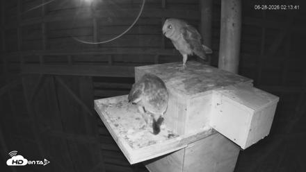 North Carolina Barn Owls Live Cam - Jun 28, 2026, 2:14am EDT