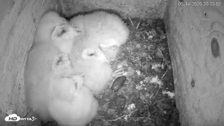 North Carolina Barn Owls Live Cam - May 14, 2026, 8:35pm EDT