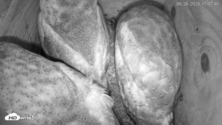 North Carolina Barn Owls Live Cam - Jun 26, 2026, 3:08pm EDT
