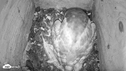 North Carolina Barn Owls Live Cam - Apr 24, 2026, 12:06pm EDT