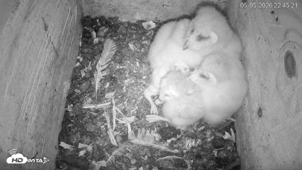 North Carolina Barn Owls Live Cam - May 5, 2026, 10:46pm EDT