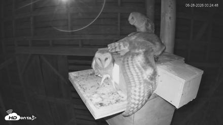 North Carolina Barn Owls Live Cam - Jun 28, 2026, 12:25am EDT