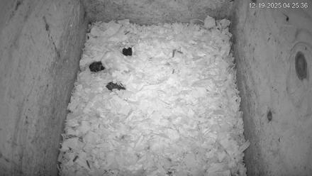 North Carolina Barn Owls Live Cam - Dec 19, 2025, 4:26am EST