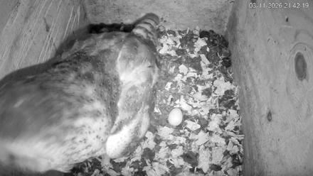 North Carolina Barn Owls Live Cam - Mar 11, 2026, 9:42pm EDT