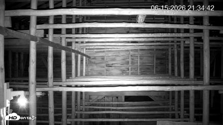 North Carolina Barn Owls Live Cam - Jun 15, 2026, 9:35pm EDT