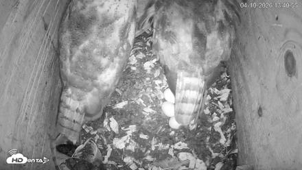North Carolina Barn Owls Live Cam - Apr 10, 2026, 1:42pm EDT