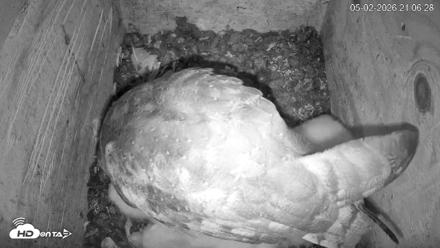 North Carolina Barn Owls Live Cam - May 2, 2026, 9:07pm EDT