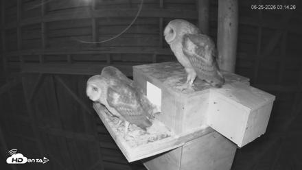 North Carolina Barn Owls Live Cam - Jun 25, 2026, 3:15am EDT