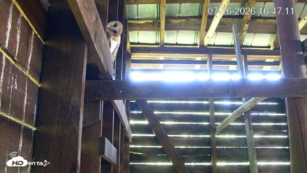 North Carolina Barn Owls Live Cam - Jul 16, 2026, 4:47pm EDT