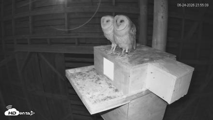 North Carolina Barn Owls Live Cam - Jun 24, 2026, 11:55pm EDT