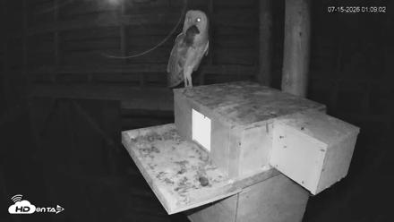 North Carolina Barn Owls Live Cam - Jul 15, 2026, 1:09am EDT