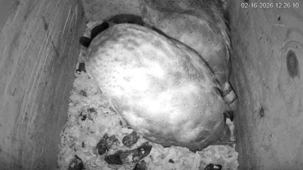 North Carolina Barn Owls Live Cam - Feb 16, 2026, 12:26pm EST