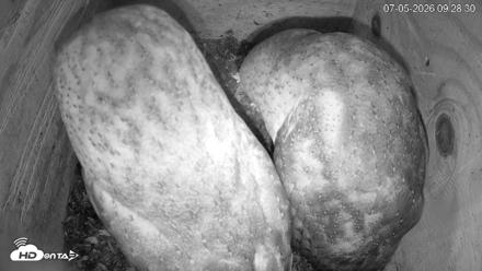 North Carolina Barn Owls Live Cam - Jul 5, 2026, 9:29am EDT